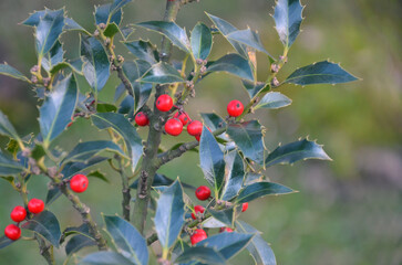 Closeup Ilex aquifolium branch with red  holly berries and dark green glossy leaves growing in the...
