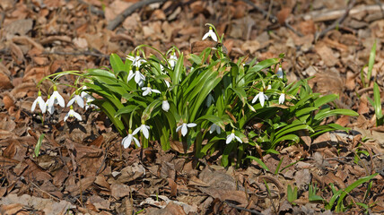 Early spring. Beautiful Galanthus elwesii (Elwes's snowdrop, greater snowdrop)
