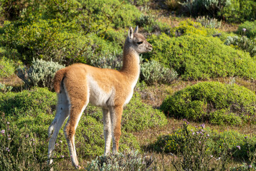 Adorable baby guanaco in Patagonia’s Torres del Paine, captured with telephoto lens. Lush green shrubs and grasses frame this young camélid in its natural habitat
