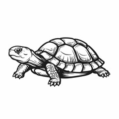 Fototapeta premium turtle vector illustration