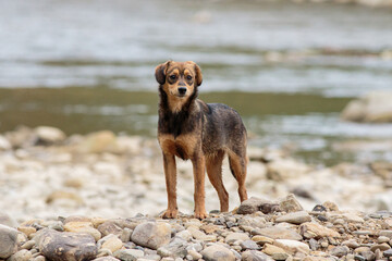 Cute spotted puppy standing on rocks against greenery, attentively looking into the distance.