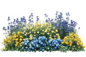 Vibrant flowering bushes with blue and yellow blooms isolated on transparent background