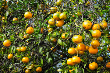Montevideo, Montevideo, Uruguay. April 26, 2012: Lush mandarin oranges on a tree in Juan Lacaze,...