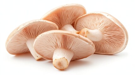 Four Freshly Harvested, Delicate Pink Oyster Mushrooms, Isolated on a Clean White Background