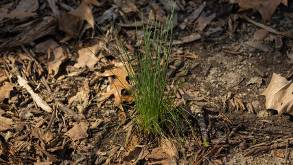 Wild onion on the ground.