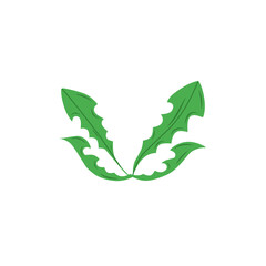 Naklejka premium dandelion leaf vector