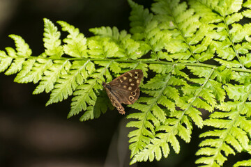Speckled Wood (Pararge Aegeria) resting on a fern leaf. The speckled wood prefers the dappled sunlight of woodland rides and edges, hedgerows and even gardens.&nbsp;