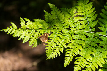 Speckled Wood (Pararge Aegeria) resting on a fern leaf. The speckled wood prefers the dappled sunlight of woodland rides and edges, hedgerows and even gardens.&nbsp;