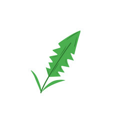 dandelion leaf vector