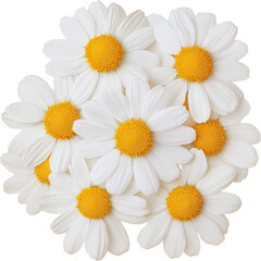 Fototapeta premium Daisies with white petals and yellow centers, isolated on a white background. cut out.