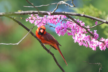 Male northern cardinal perched in a purple judas redbud tree on a clear spring day, against a...