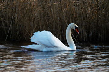 Schwan mit Imponiergehabe, so schützt er sein Nest