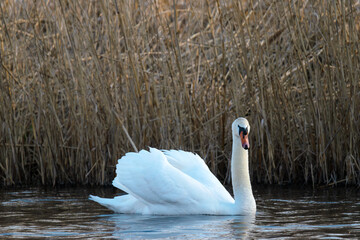 Schwan mit Imponiergehabe, so schützt er sein Nest