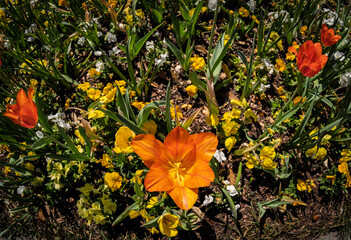 Fototapete bei efototapeten.de bestellen   