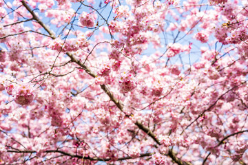 Cherry Blossoms in Lausanne