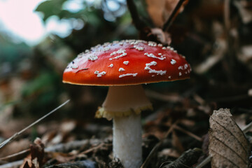 Nature's Crimson Crown