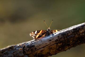 Nahaufnahme eines Schmetterlings auf einem Ast mit unscharfem Naturhintergrund