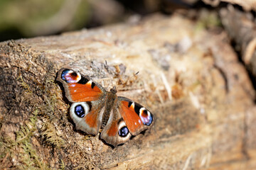 Tagpfauenauge-Schmetterling mit ausgebreiteten Flügeln auf einem Holzstamm in der Sonne