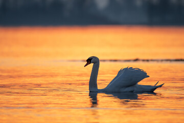 Schwan auf ruhigem Wasser im goldenen Licht des Sonnenuntergangs