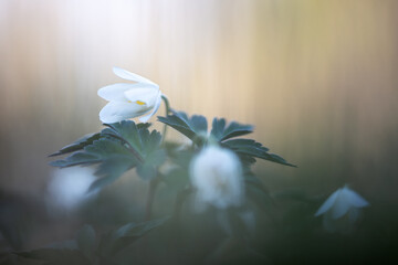 Buschwindröschen im sanften Morgenlicht