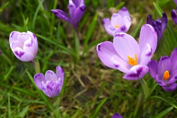 Fototapeta premium Spring field with crocus flowers