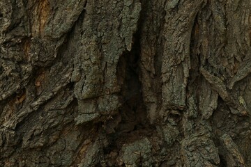 Tree bark background, close up view