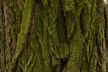 Tree bark background, close up view