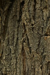 Tree bark background, close up view