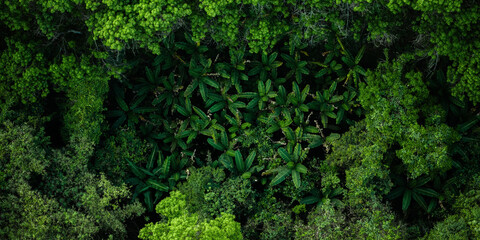 Aerial view of banana trees and green forest in summer nature and environment and natural area © artrachen