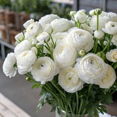 Obraz premium huge bouquet of white ranunculus