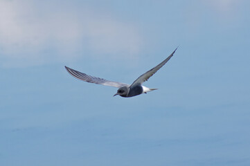 Black Tern in flight over the lake