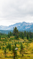 Trees in Mt Rainier National Park