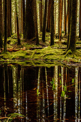 Fototapeta premium reflections in the forest of Olympic National Park