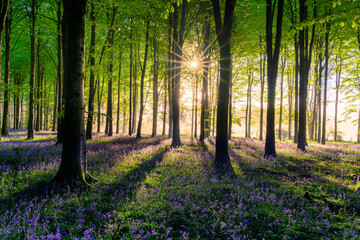 Fototapeta premium Golden sunlight and long shadows in a bluebell forest at sunrise in the British countryside.