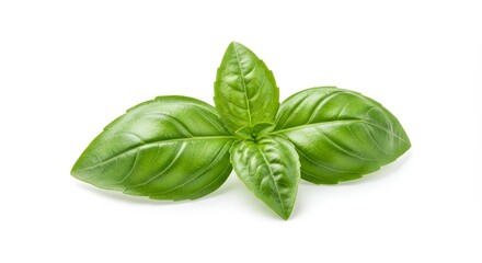 Fototapeta premium Fresh Green Basil Leaves on White Background