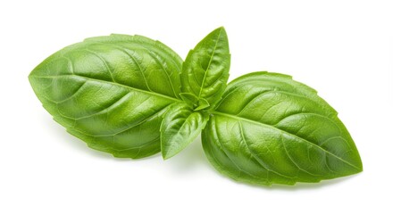 Fresh Green Basil Leaves on White Background