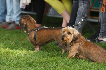 Dogs enjoying a sunny day at Ontpop Klundert 2014 festival with friendly atmosphere and local...