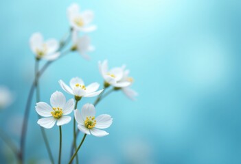 Obraz premium Delicate White Flowers with Yellow Centers on a Soft Blue Background Nature's Elegance