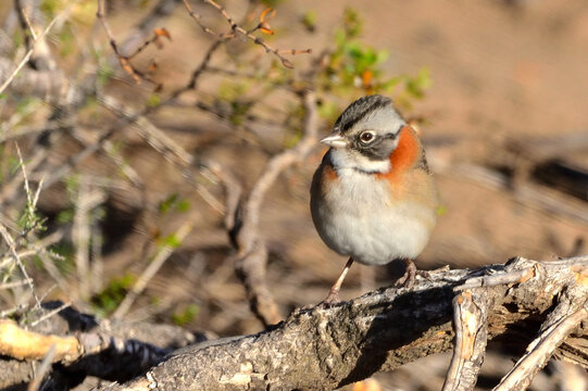 chingolo (zonotrichia capensis), bird of argentine Patagonia