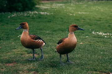 Two Fulvous Whistling Ducks Standing on Grass