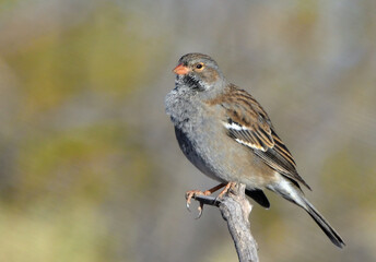 black yal (rhopospina fruticeti), argentine Patagonia