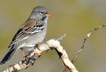 black yal (rhopospina fruticeti), argentine Patagonia