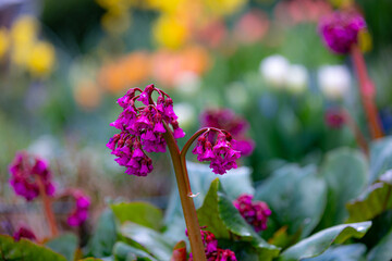 Blossoms of a saxifrage (bergenia) in vibrant pink colour