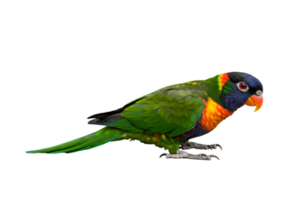 Vibrant Rainbow Lorikeet Perched on a Surface, Showcasing Brilliant Green Plumage and Distinctive Colorful Feathers with Lively Expression
