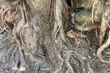 Close up of thick roots covered in dirt and leaves extending from a banyan tree, showcasing texture and nature's patterns.