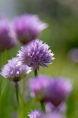 Close-up of chive blossoms (Allium schoenoprasum)