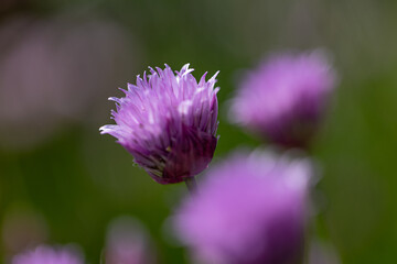 Fototapeta premium Close-up of chive blossoms (Allium schoenoprasum)