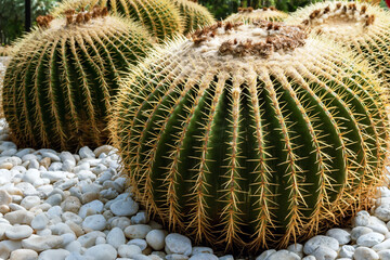 Top part of Golden barrel cactus (Echinocactus grusonii) with spines and thorns. Close up beautiful...