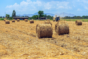 Fototapeta premium View of dried sugarcane leaves rolled into circular motion after harvesting sugar cane. Farmers collect dried sugarcane leaves and roll them in circles. Dry sugarcane leaves roll in sugarcane field.