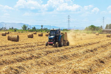Obraz premium View of dried sugarcane leaves rolled into circular motion after harvesting sugar cane. Farmers collect dried sugarcane leaves and roll them in circles. Dry sugarcane leaves roll in sugarcane field.